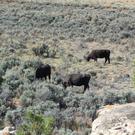 Cows