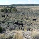 Cows in the yard