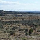 More cows