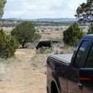 Cows near and far
