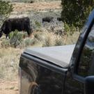 Cows everywhere
