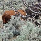 One brown cow