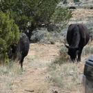 Cows in my driveway