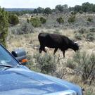 Cow by the truck