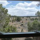 Cows out the cabin window