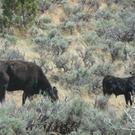 Cow and calf