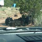 Cows guarding the exit