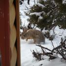 Local rabbit.