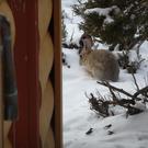 Local rabbit.