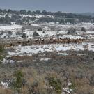 Elk.