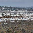 Elk.