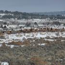 Elk.