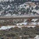Elk.